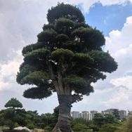 木森先生抖音达人头像