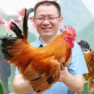 山东纪华家禽育种股份有限公司抖音达人头像