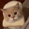 一只橘猫😺抖音达人头像