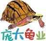 庞大金钱龟抖音达人头像