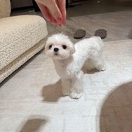 陈雯雯雯抖音达人头像