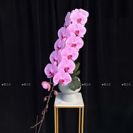 橙意满满小花园抖音达人头像