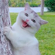 哈哈的蛋黄🐾抖音达人头像