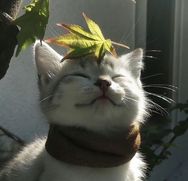 金三福抖音号头像