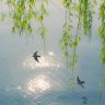 叶十二抖音达人头像