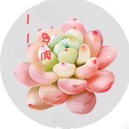 11多肉抖音达人头像