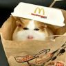 麦小鼠大王（猫小猪大王）抖音达人头像