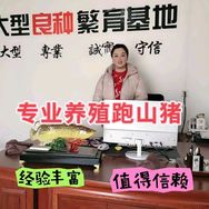 段姐野猪养殖基地抖音达人头像