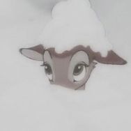ally抖音达人头像