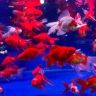 鱼多多水族馆抖音达人头像