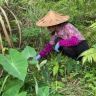 百草三农抖音达人头像