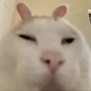 秋豆刀鱼抖音达人头像