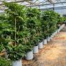 明森绿植花卉抖音达人头像