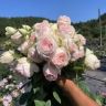 黑哥的花园植物抖音达人头像