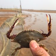 小顺（赶海抓蟹）🦀抖音达人头像