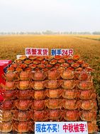 新疆西梅好甜【垣锋甄选】抖音达人头像