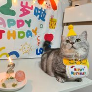 芬达是只憨憨猪抖音达人头像
