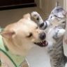 咪吖是只猫抖音达人头像