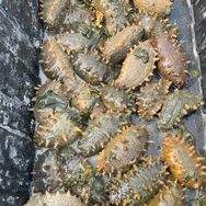 大连海参夫妇【源头直发】抖音号头像