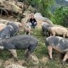 李燕养猪抖音达人头像