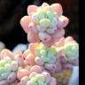熊猫多肉花卉^囍抖音达人头像
