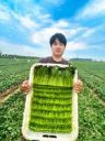 鲜绿农场抖音达人头像