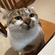 煤球啤酒是只猫呀抖音达人头像