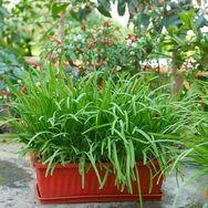 寿光乐淘蔬菜农场抖音号头像