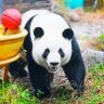 黑白萌团子抖音达人头像