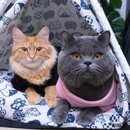 肥元猫生活抖音达人头像
