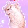 小甜豆🐱抖音达人头像