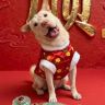 狗熊是只🐶抖音达人头像