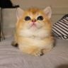 牛奶是只猫抖音达人头像