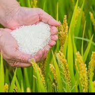 大米产地直发抖音号头像