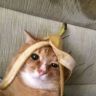 猫meme小剧场抖音达人头像