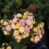 鸿运花卉园艺抖音达人头像