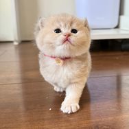 **的宠猫抖音达人头像