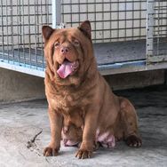 田园犬俊霸之家-直播号抖音达人头像