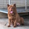 田园犬俊霸之家-直播号抖音达人头像