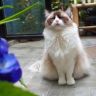 蒋仙女和麻麻🐱抖音达人头像