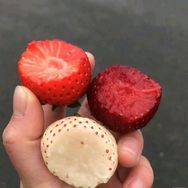 蜜企味商汇果树苗木专卖店抖音达人头像