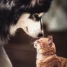 猫狗养护大葛老师抖音达人头像