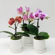 万亩蝴蝶兰园艺抖音达人头像