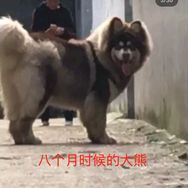 影姐家的阿拉斯加Plus抖音达人头像