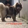 影姐家的阿拉斯加Plus抖音达人头像