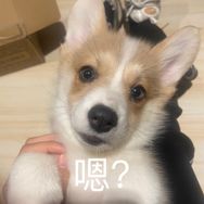 干饭狗四月抖音达人头像