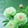 春禾易元抖音达人头像