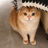 大鼓是只猫🐱抖音达人头像