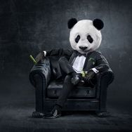 功夫熊猫🐼抖音达人头像