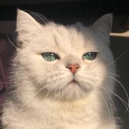 罐罐乐 (cat抖音达人头像